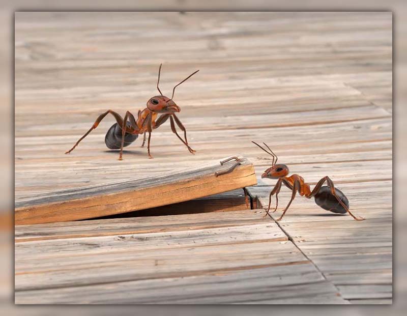 Ants Under Floorboards