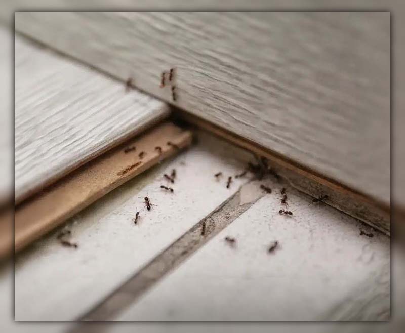 Ants Under Floorboards