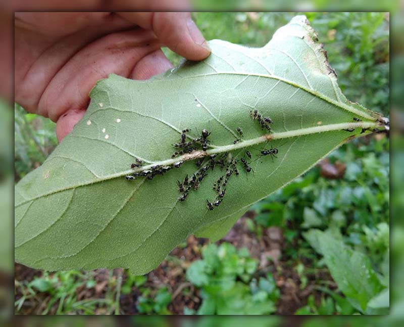 Ants on Sunflowers