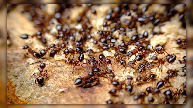 Are Ants Active at Night