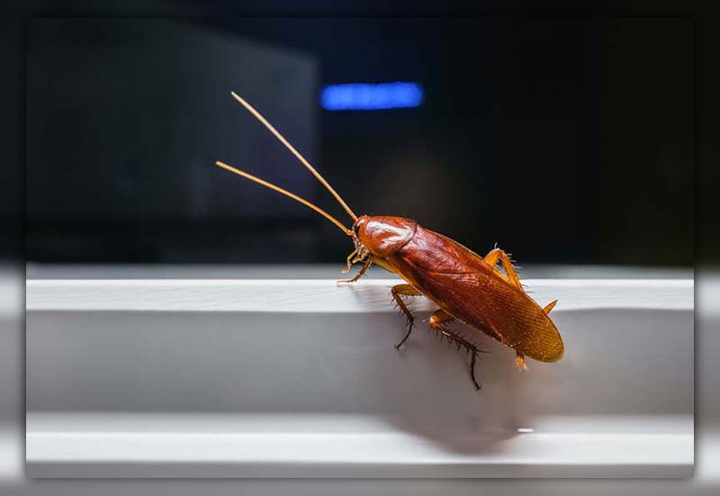 Asian Cockroach Life Cycle