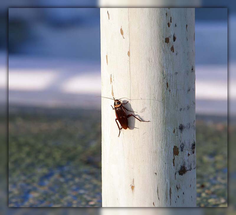 Asian Cockroach Life Cycle 