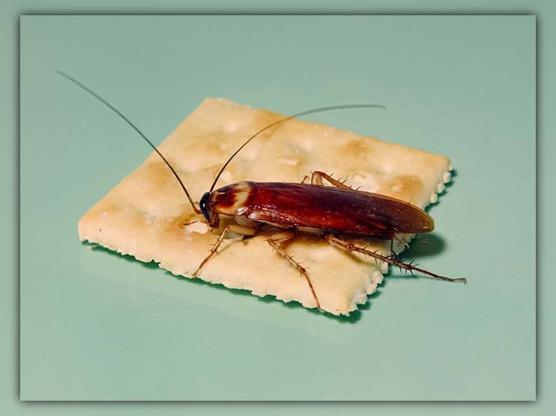 Asian Cockroach Life Cycle