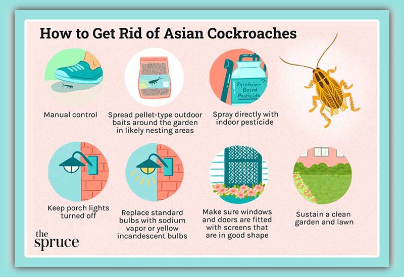 Asian Cockroach Life Cycle 