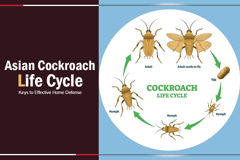 Asian Cockroach Life Cycle