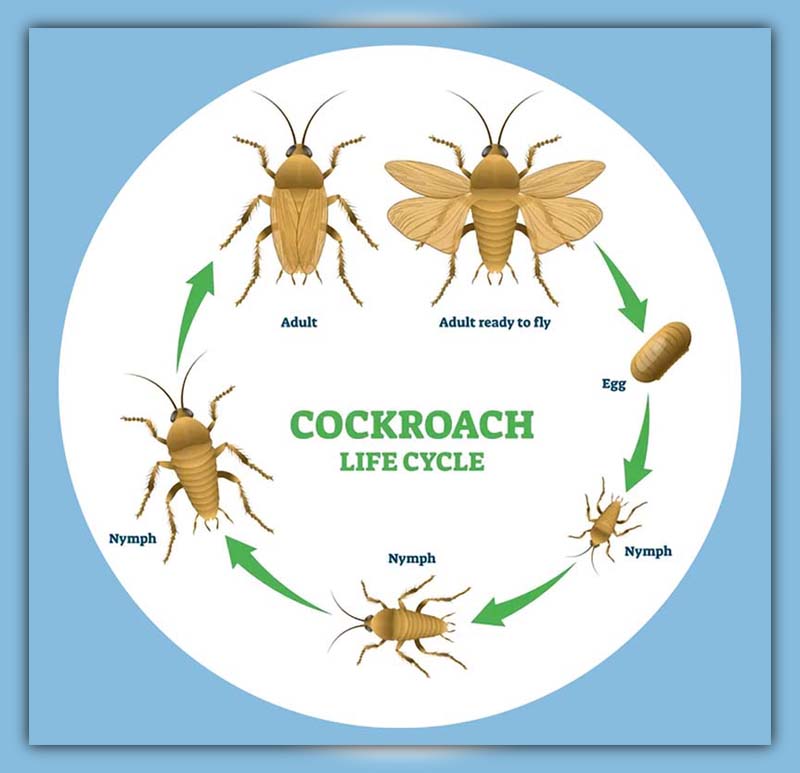 Asian Cockroach Life Cycle