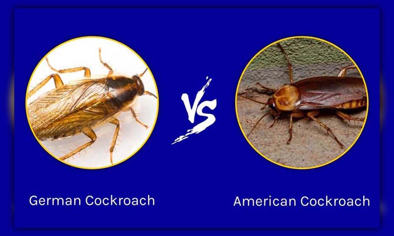Asian Cockroach vs German Cockroach 