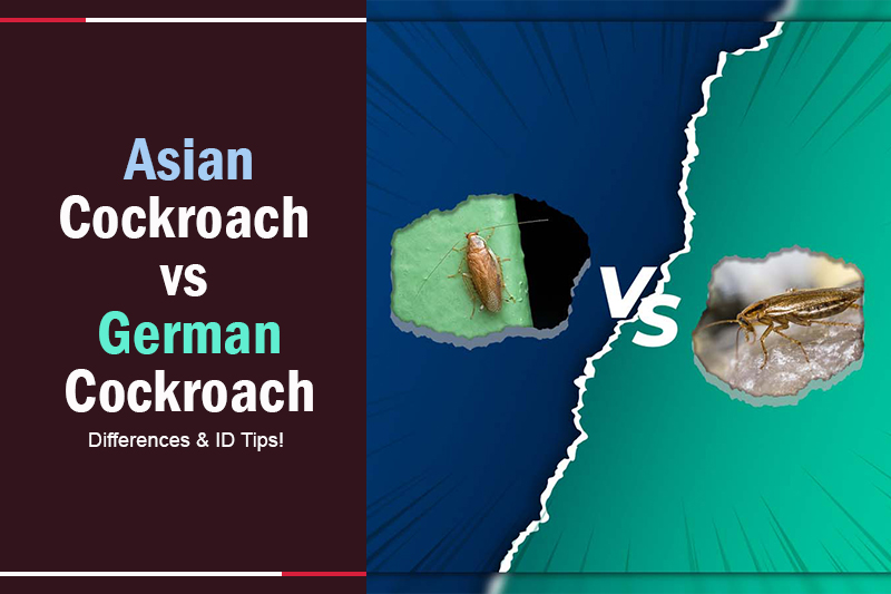 Asian Cockroach vs German Cockroach