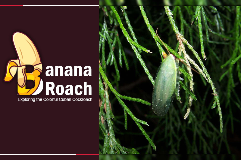 Banana Roach