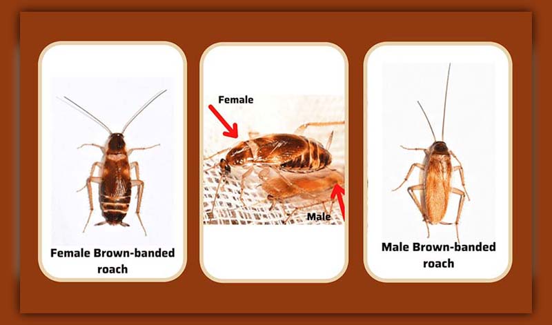 Brown Banded Cockroaches 