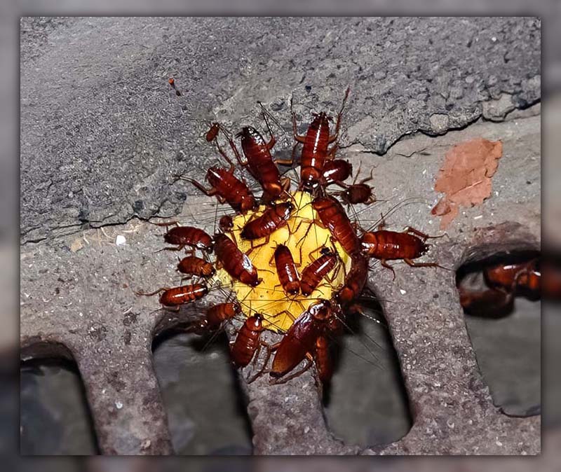 Brown Banded Cockroaches 