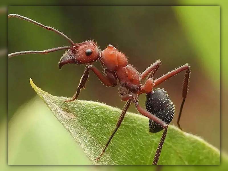 Can Ants Die from Falling