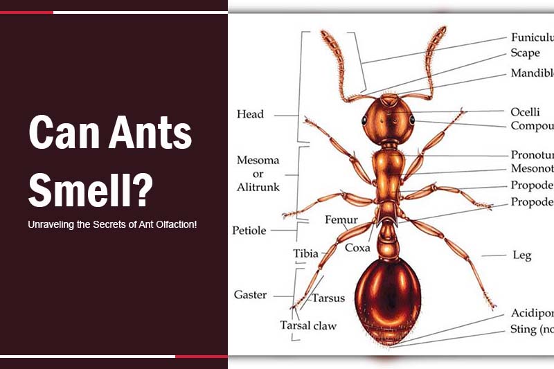 Can Ants Smell