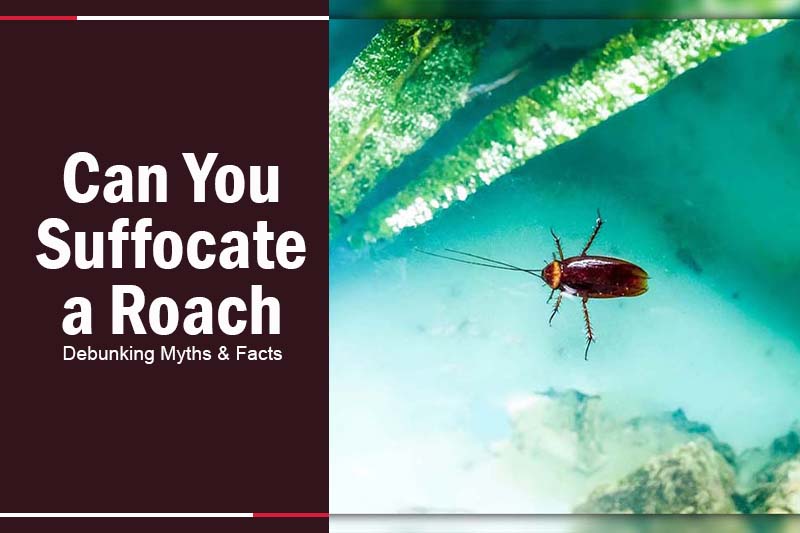 Can You Suffocate a Roach 