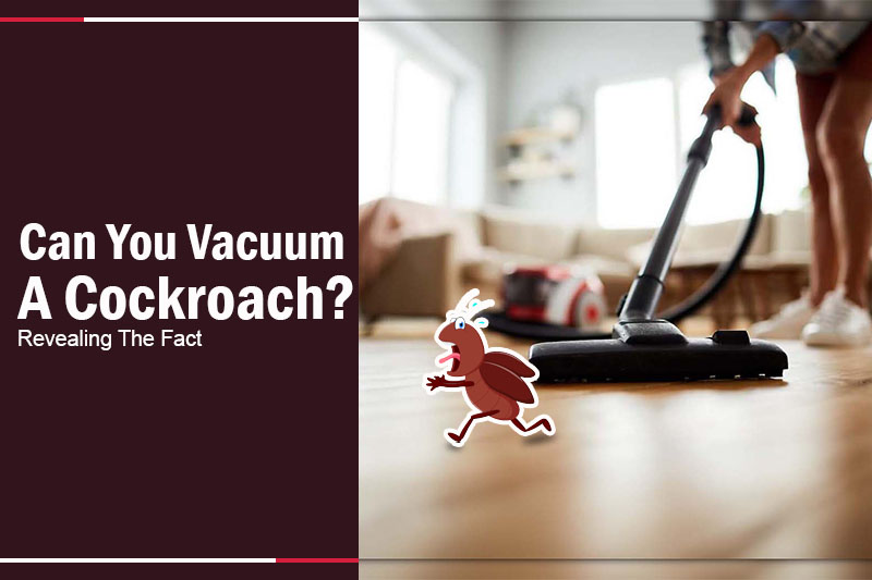 Can You Vacuum A Cockroach 