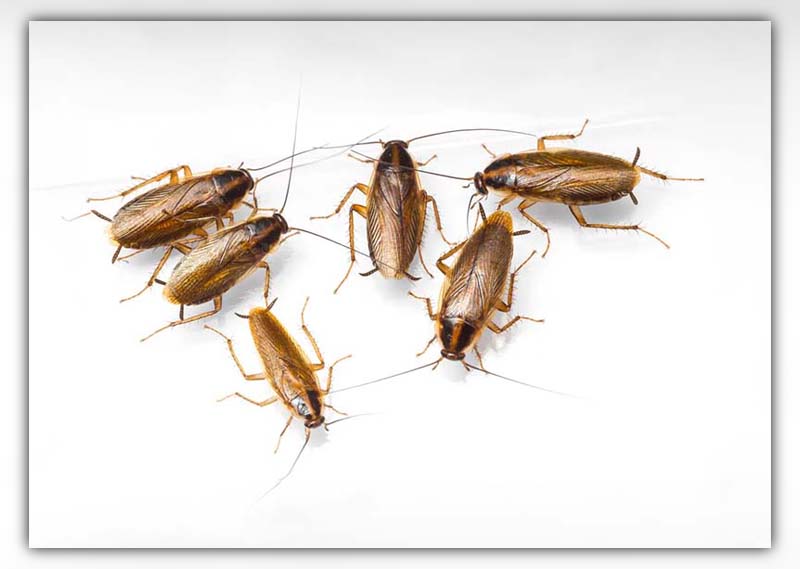 Cockroach Benefits 