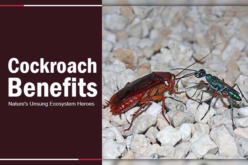 Cockroach Benefits