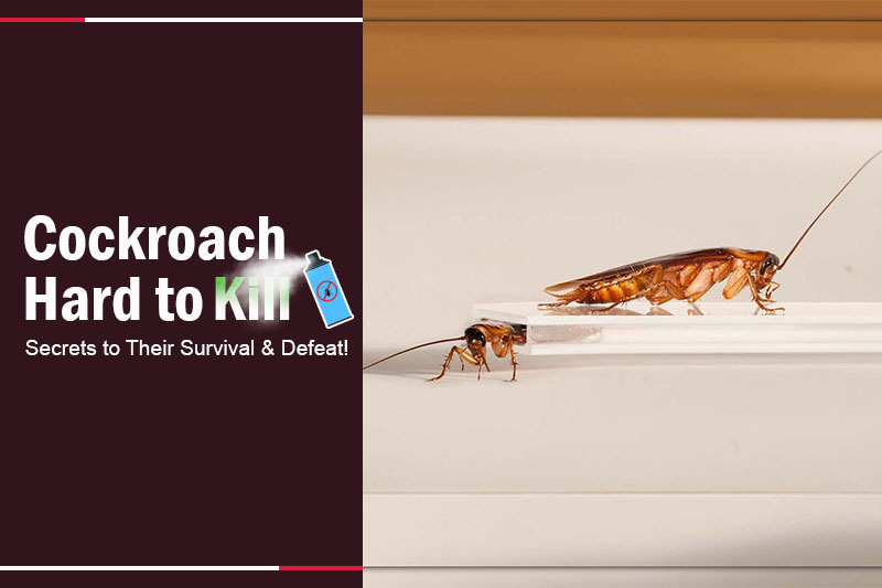 Cockroach Hard to Kill