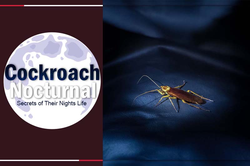Cockroach Nocturnal 