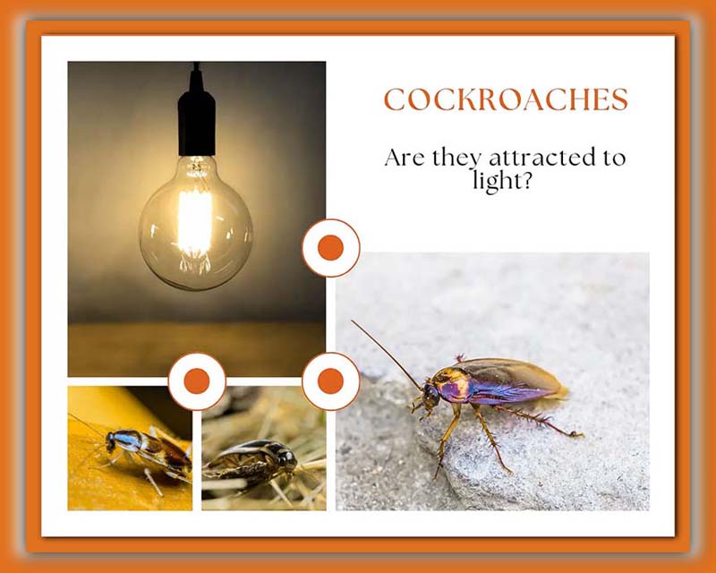 Cockroach Nocturnal