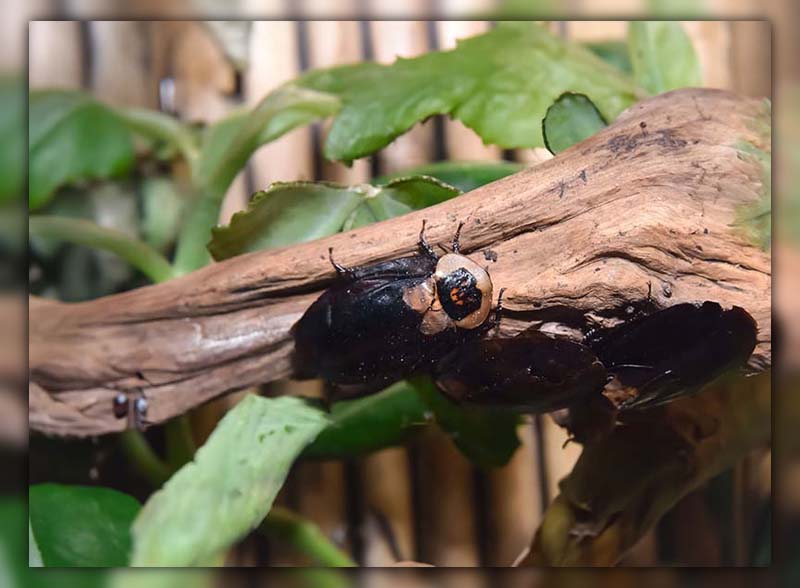 Death's Head Cockroach 