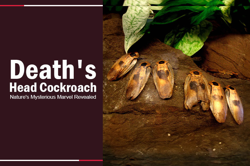 Death's Head Cockroach 