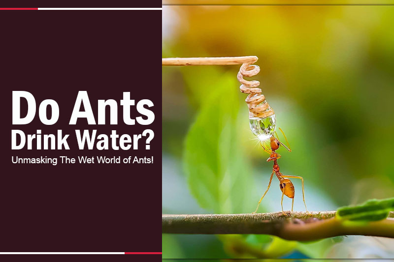 Do Ants Drink Water 