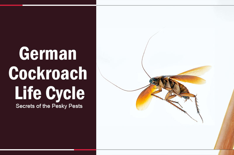 German Cockroach Life Cycle 