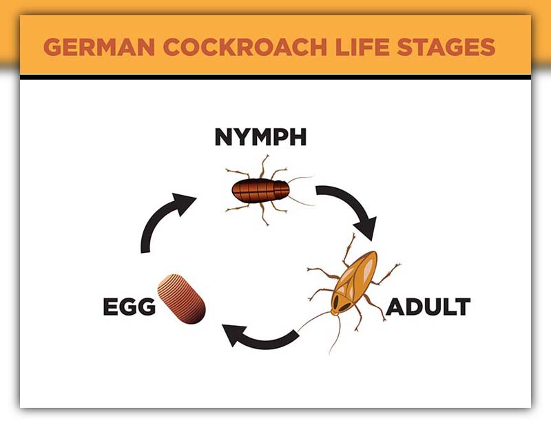 German Cockroach Life Cycle