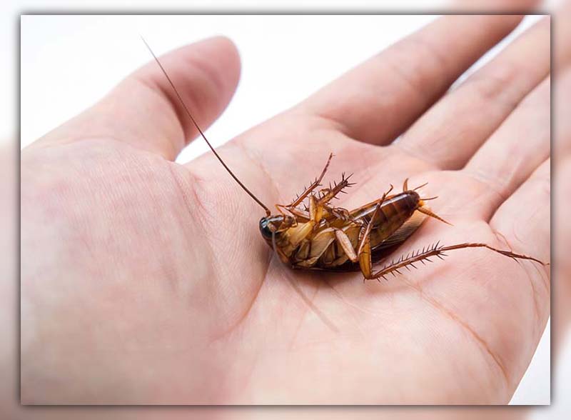 German Cockroach Life Cycle