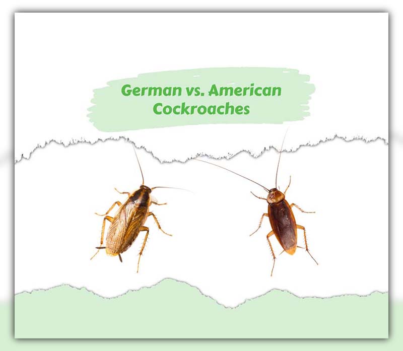 German Cockroach vs American Cockroach