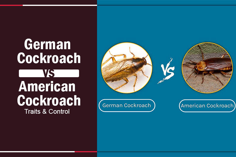 German Cockroach vs American Cockroach