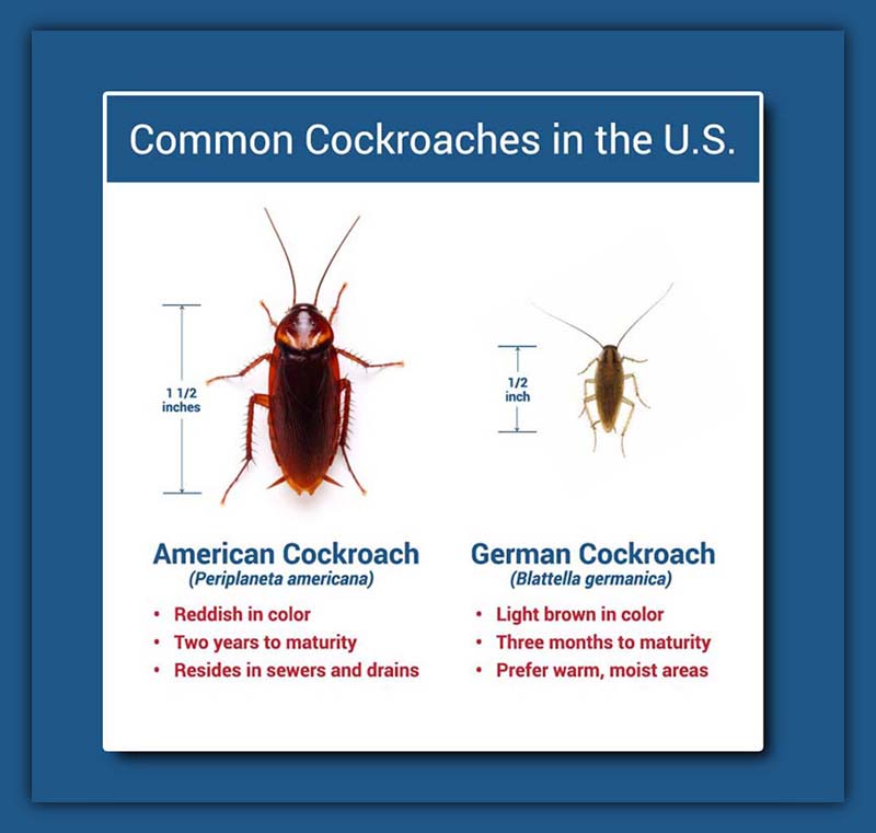 German Cockroach vs American Cockroach 