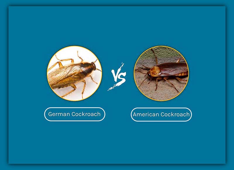 German Cockroach vs American Cockroach