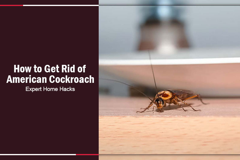 How to Get Rid of American Cockroach