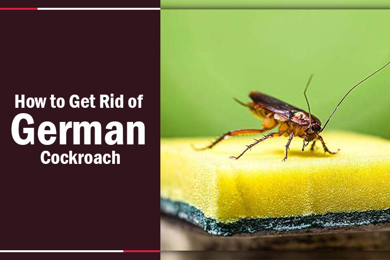 How to Get Rid of German Cockroach