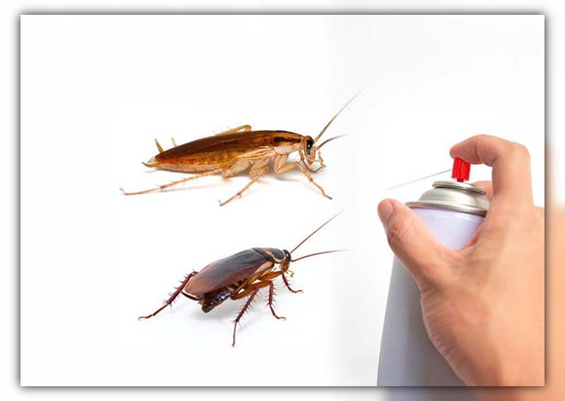 How to Get Rid of German Cockroach