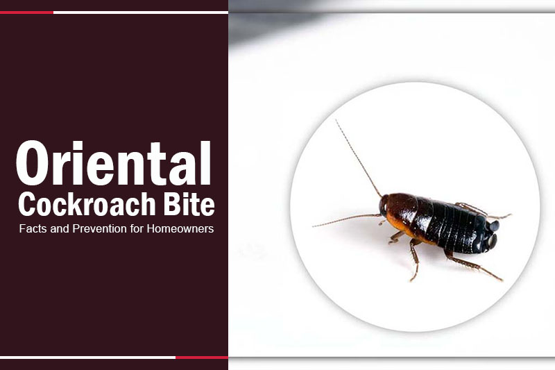 Oriental Cockroach Bite 
