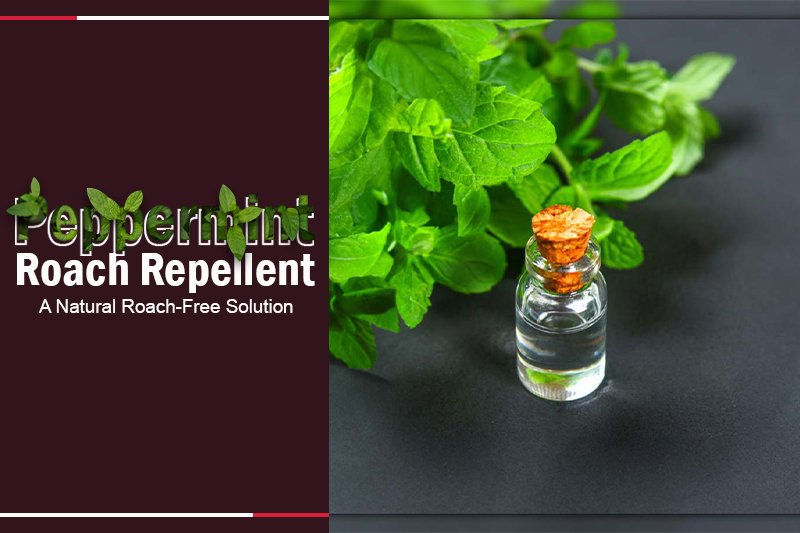 Peppermint Roach Repellent