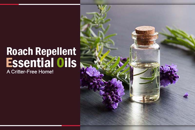 Roach Repellent Essential Oils 