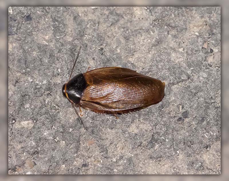 Surinam Roach