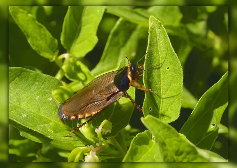 Surinam Roach