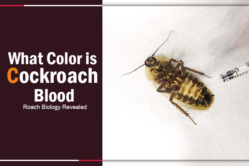 What Color is Cockroach Blood 