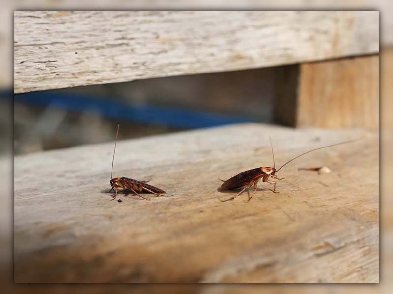 What Color is Cockroach Blood 