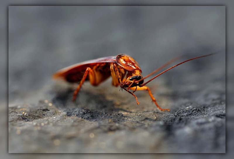 What Color is Cockroach Blood 