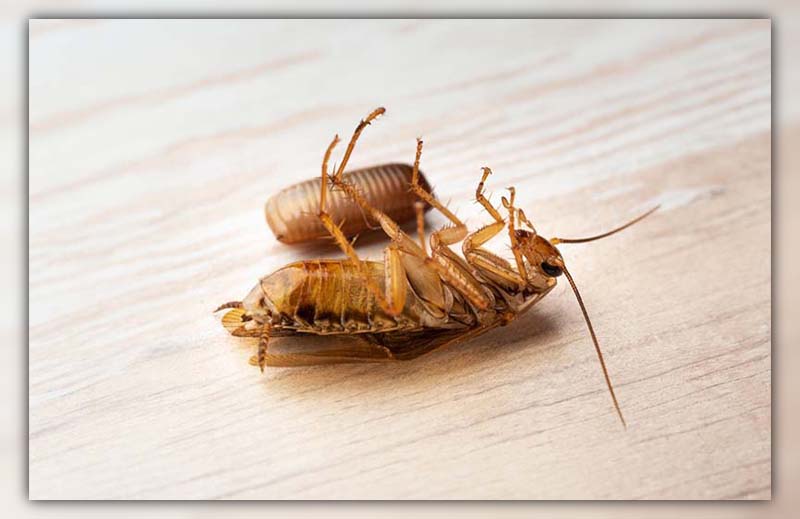 What Happens if You Kill a Pregnant Cockroach 