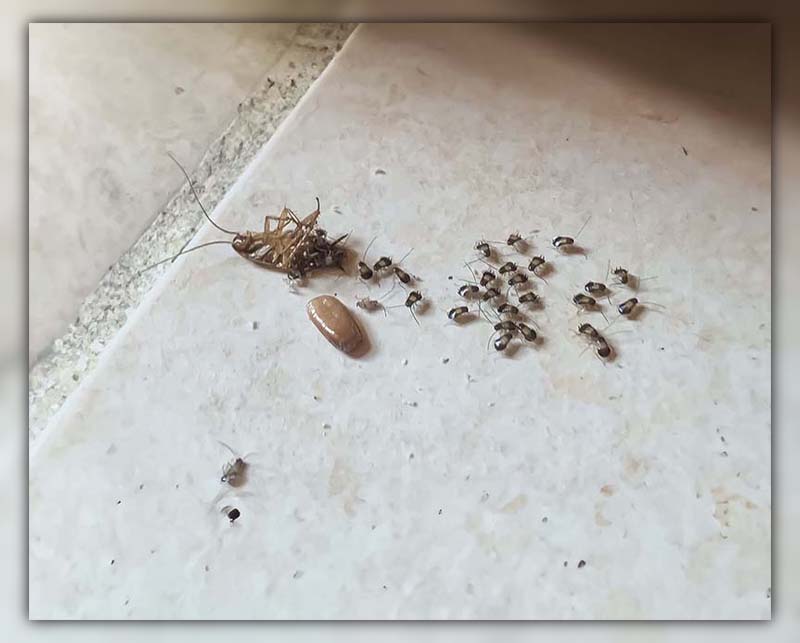 What Happens if You Kill a Pregnant Cockroach 