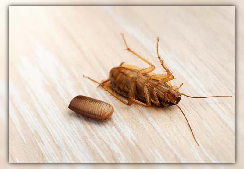 What Happens if You Kill a Pregnant Cockroach 