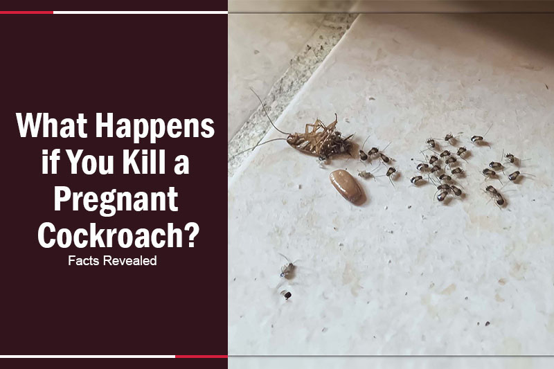 What Happens if You Kill a Pregnant Cockroach 