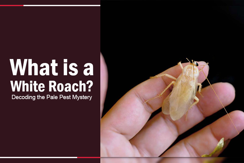 What is a White Roach 